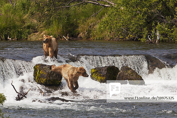 Braunbär (Ursus arctos) beim Fischen auf Sockeye-Lachs in Brooks Fall  Katmai National Park and Preserve  Südwest-Alaska