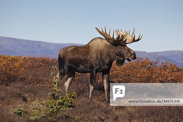 Elchbulle (Alces alces)  der während der Brunftzeit auf einem Bergrücken läuft und grunzt  Denali National Park and Preserve  Inner-Alaska  Herbst