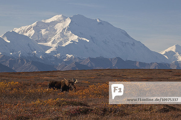 Moose (Alces alces) bull standing on ridge in shrub tundra with Denali and Alaska Range in the background  Denali National Park and Preserve  Interior Alaska  Autumn
