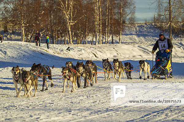 Ein Musher kommt in Fairbanks an  nachdem er das Yukon Quest Schlittenhunderennen 2015 beendet hat  Innenalaska  Winter