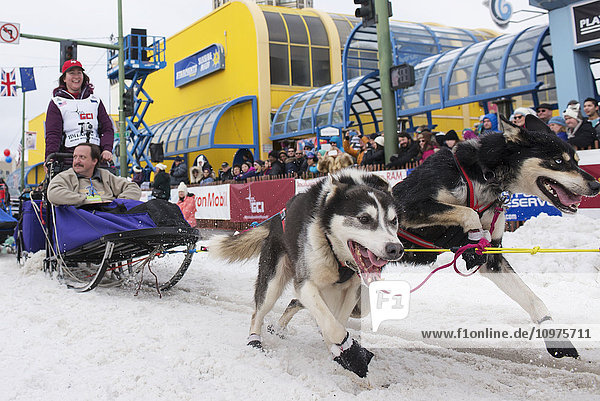 Sarah Stokey und ihr Team verlassen die feierliche Startlinie mit einem Iditarider während des Iditarod 2016