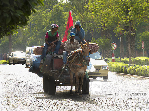 'Men riding a horse drawn cart down the street beside cars; Marrakech Morocco'