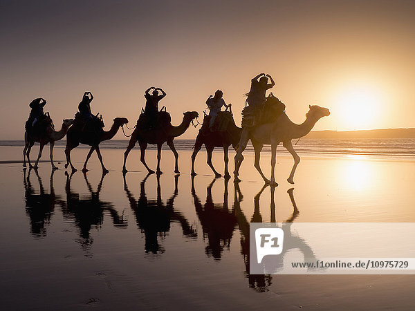 Kameltrekking bei Sonnenuntergang am Strand; Essaouira  Marokko'.