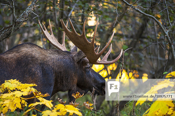 Nahaufnahme eines Elchbullen in der Brunft  Kincaid Park  Anchorage  Alaska  Herbst
