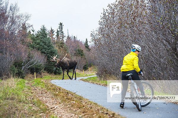 A female cyclist quickly turns her bike around after encountering a bull moose in rut walking towards her on the Tony Knowels Bike Trail in Kincaid Park  Anchorage  Alaska  autumn