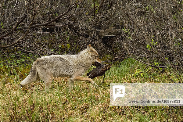 Grauer Wolf (Canis lupus) trägt den Kopf eines Elchkälbchens über eine Seggenwiese  Denali National Park and Preserve  Inner-Alaska  USA.