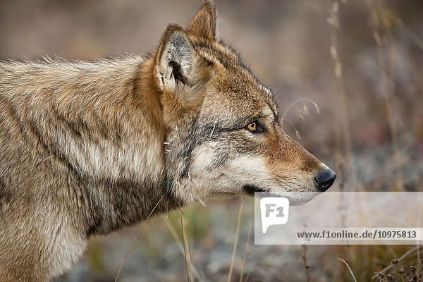 Grauer Wolf (Canis lupus)  Nahaufnahme  Denali National Park and Preserve  Inneres Alaska  USA