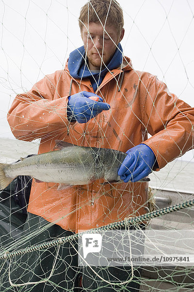 Kommerzielle Fischer entwirren Sockeye-Lachs aus einem Kiemennetz an Bord eines kommerziellen Fischerbootes Bristol Bay Alaska
