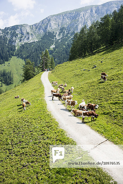 'Cows on mountain top hiking trail  Berchtesgadener Land; Schonau am Konigsee  Bavaria  Germany'