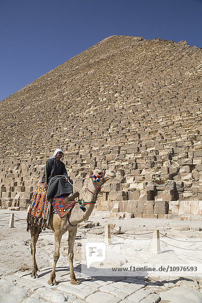 Einheimischer auf seinem Kamel  Große Cheops-Pyramide im Hintergrund  Die Pyramiden von Gizeh; Gizeh  Ägypten'.