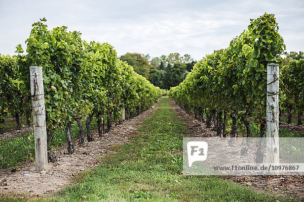 Weinstockreihen in einem Weinberg bei Niagara-on-the-Lake; Ontario  Kanada'.