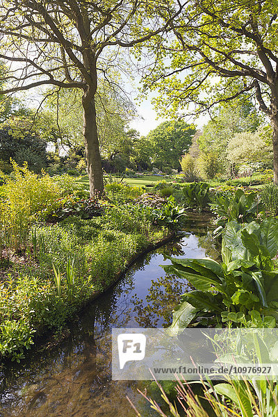 'Lush landscaped garden in summer with trees reflected in tranquil stream; Essex  England'