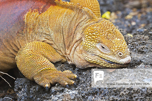 Galapagos land iguana (Conolophus subcristatus) is one of three species of the genus Conolophus and is endemic to the Ecuador