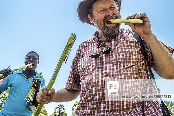 Mann aus dem Dorf Sexaxa isst Zuckerrohr auf dem Feld; Maun  Botswana