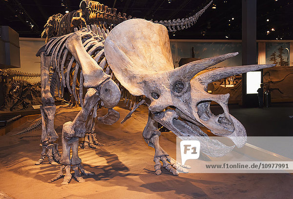 Dinosaurierausstellungen im Royal Tyrell Museum Of Palaeontology; Drumheller  Alberta  Kanada'.