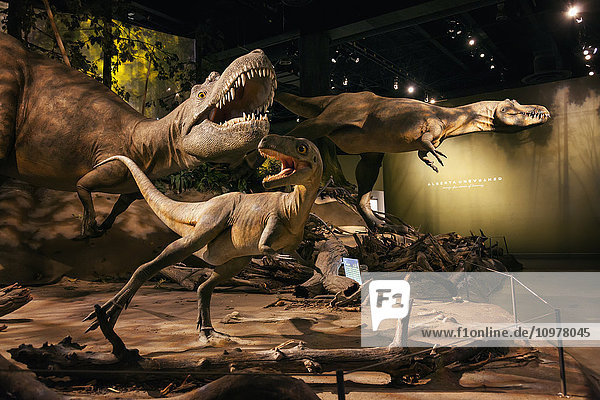 Dinosaurierausstellungen im Royal Tyrell Museum of Palaeontology; Drumheller  Alberta  Kanada .