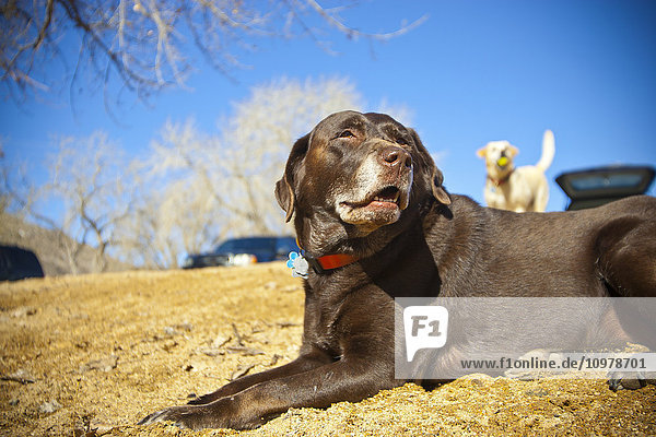 'Chocolate Labrador Retriever Laying In The Sand With Yellow Lab In Background; Golden  Colorado  Usa'