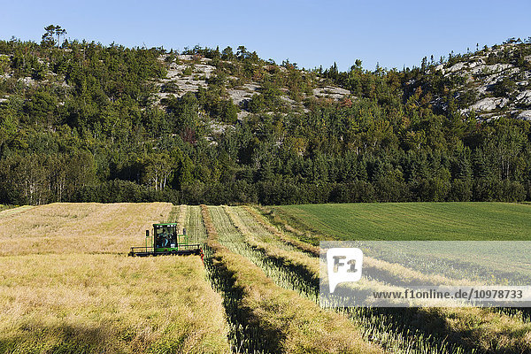 Landwirt fährt Mähdrescher auf einem Rapsfeld in der Region Bas-Saint-Laurent; Saint-Germain  Quebec  Kanada'.