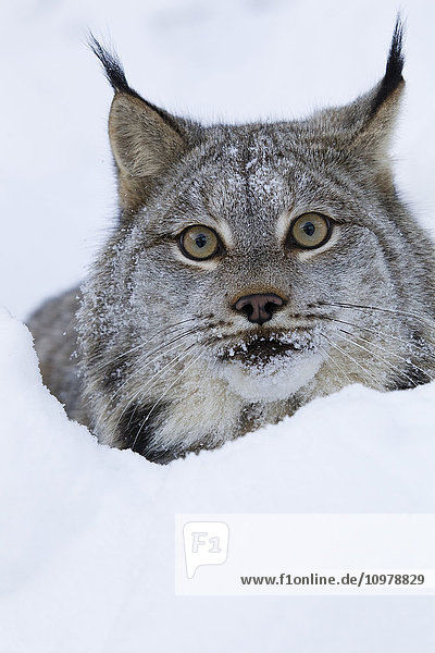 Kanadischer Luchs  der über eine Schneewehe schaut; Yukon  Kanada'.