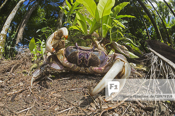 'Land crab (Cardisoma sp.)  also known as a mangrove crab; Yap  Micronesia'