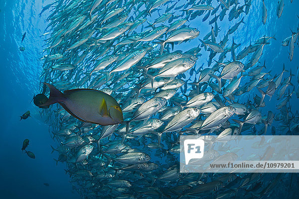 Dieser Gelbflossen-Doktorfisch (Acanthurus xanthopterus) folgt den schwimmenden Großaugenmakrelen (Caranx sexfasciatus) und ernährt sich von den Exkrementen der Makrelen  am Liberty Wrack; Tulamben  Bali  Indonesien'