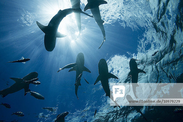 Schwarzspitzen-Riffhaie (Carcharhinus melanopterus) kreuzen knapp unter der Oberfläche vor der Insel Yap; Yap  Mikronesien'.