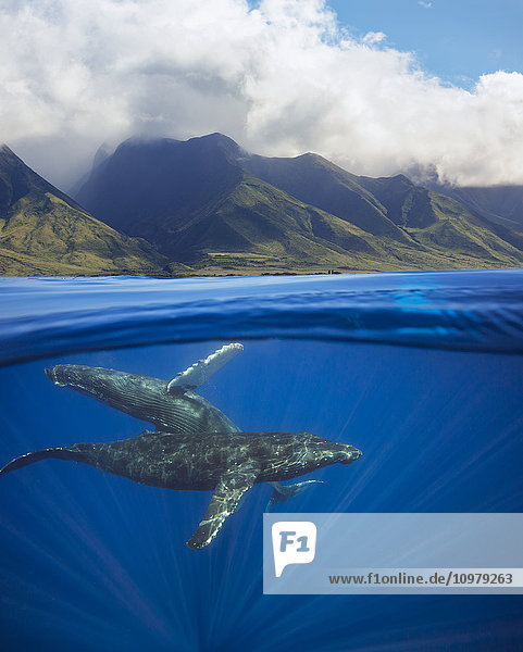 Splitbild eines Buckelwalpaares (Megaptera novaeangliae) unter Wasser vor den Bergen von West Maui  südlich von Lahaina; Maui  Hawaii  Vereinigte Staaten von Amerika'.