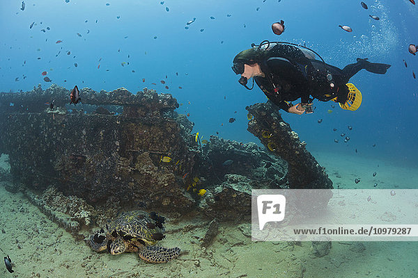 Ein Taucher auf einem Unterwasserscooter und eine Grüne Meeresschildkröte (Chelonia mydas) am Wrack des Landungsbootes von Makena; Maui  Hawaii  Vereinigte Staaten von Amerika'.