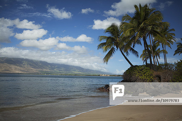 Kokosnusspalmen  mit Maalia und West Maui Mountains im Hintergrund  Kihei Canoe Club Beach; Kihei  Maui  Hawaii  Vereinigte Staaten von Amerika'.