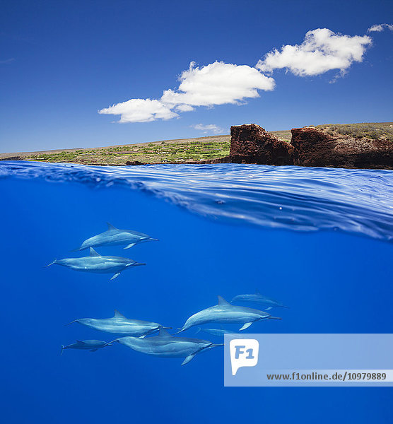 Spinnerdelfin (Stenella longirostris) unten und Puu Pehe oder Sweetheart Rock vor der Insel Lanai oben; Lanai  Hawaii  Vereinigte Staaten von Amerika'.