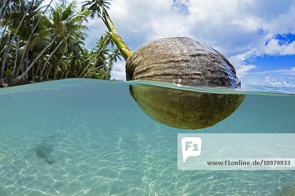 Eine sprießende Kokosnuss schwimmt im Meer vor der Insel Yap; Yap  Mikronesien'.