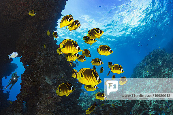 'Schooling raccoon butterflyfish (Chaetodon lunula) and a diver framed in a lava formation off the island of Lanai; Lanai  Hawaii  United States of America'
