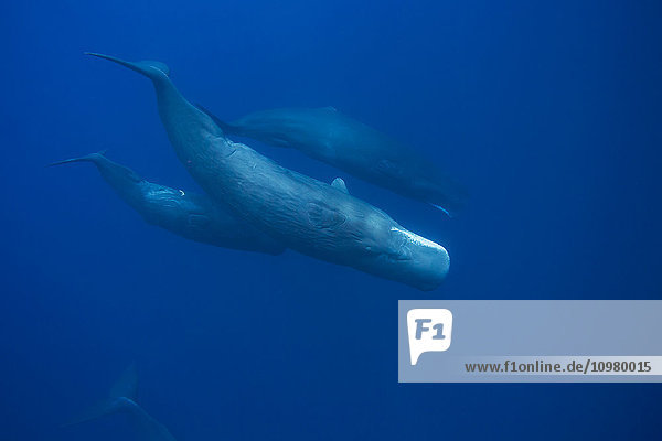 'The sperm whale (Physeter macrocephalus) is the largest of all the toothed cetaceans  these are all females  photographed in the Indian Ocean; Sri Lanka'