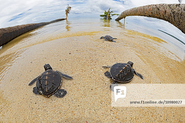Drei frisch geschlüpfte Babyschildkröten (Chelonia mydas)  eine vom Aussterben bedrohte Art  machen sich auf den Weg über den Strand ins Meer vor der Insel Yap; Yap  Mikronesien'.