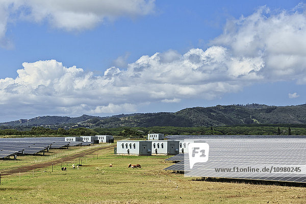 Schafe grasen inmitten von Sonnenkollektoren in der Nähe von Poipu; Kauai  Hawaii  Vereinigte Staaten von Amerika'.