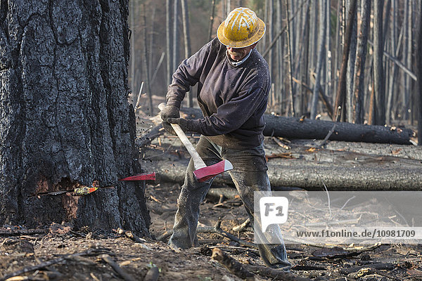 'A contractor working for Crook Logging (a company based in Groveland  California) falls a tree damaged during the Rim Fire in the Stanislaus National Forest along Evergreen Road near Yosemite National Park; California  United States of America'