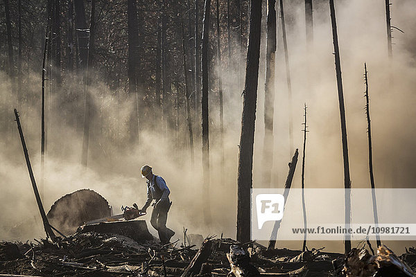Ein von Crook Logging beauftragter Baumfäller entfernt Bäume  die während eines Waldbrandes 2013 im Stanislaus National Forest entlang der Evergreen Road in der Nähe des Yosemite National Park beschädigt wurden; Groveland  Kalifornien  Vereinigte Staaten von Amerika'.