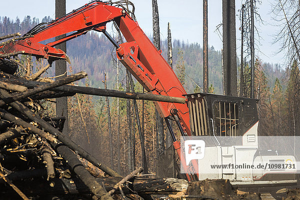 Crook Logging  entfernt Bäume  die während des Rim Fire im Stanislaus National Forest entlang der Evergreen Road in der Nähe des Yosemite National Park beschädigt wurden; Groveland  Kalifornien  Vereinigte Staaten von Amerika'.