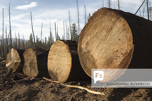 Crook Logging  entfernen Bäume  die während des Rim Fire im Stanislaus National Forest entlang der Evergreen Road in der Nähe des Yosemite National Park beschädigt wurden; Groveland  Kalifornien  Vereinigte Staaten von Amerika'.