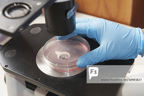 Wissenschaftler mit blauen Handschuhen schaut durch ein Mikroskop in eine Petrischale; College Park  Maryland  Vereinigte Staaten von Amerika'.