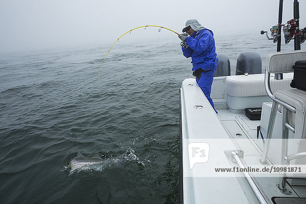 'Fishing for Striped Bass (Morone saxatilis); Cape Cod  Massachusetts  United States of America'