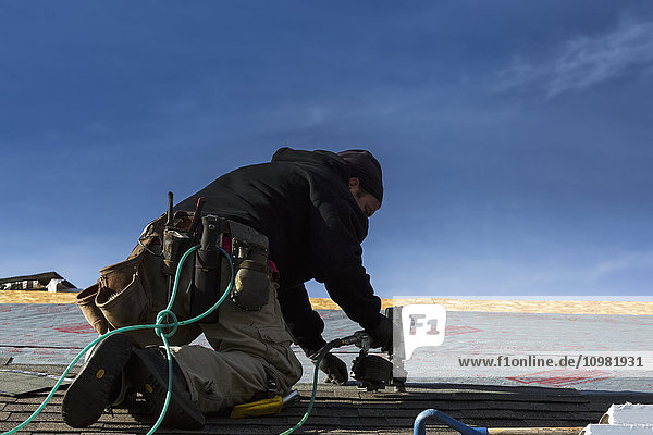 Männlicher Dachdecker mit Druckluftnagler auf dem Dach nagelt neue Schindeln mit blauem Himmel; Calgary  Alberta  Kanada'.