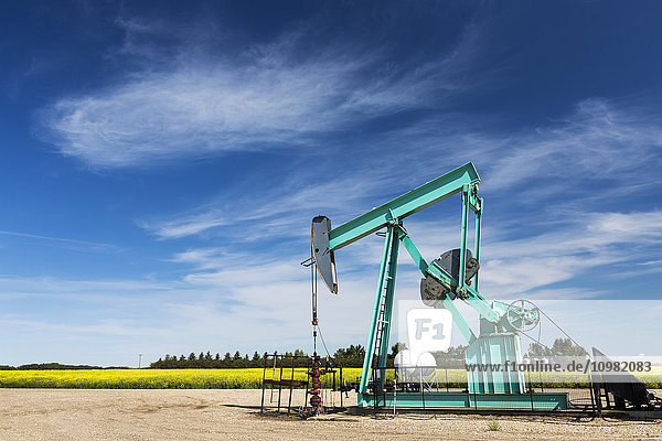 Pumpenheber in einem Feld mit blühendem Raps  blauer Himmel und Wolken im Hintergrund; Acme  Alberta  Kanada'.