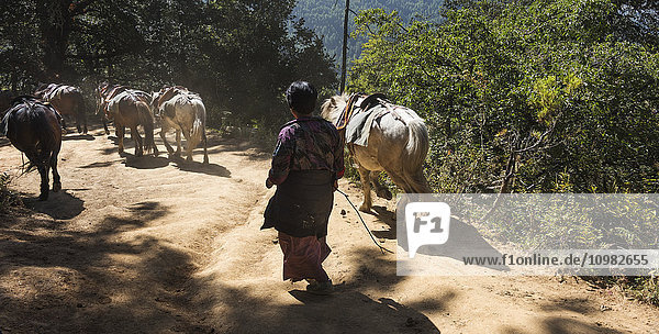 'A man walking with horses down a trail; Paro  Bhutan'