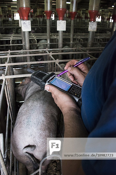 Salamanca  Spanien  Schweinehalter bei der Untersuchung iberischer Schweine mit einem PDA in einer Massentierhaltung