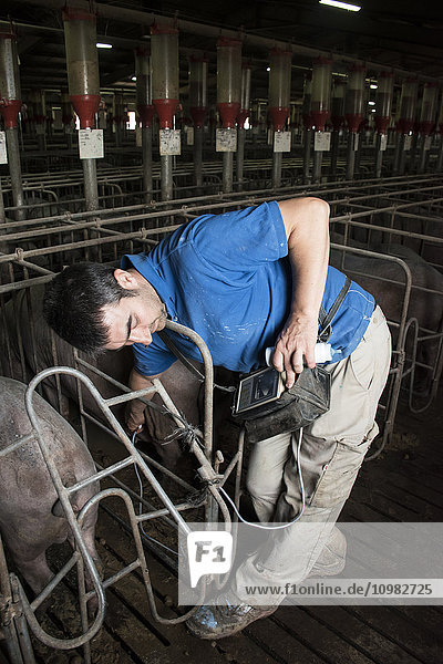 Salamanca  Spanien  Schweinezüchterin  die die Schwangerschaft eines iberischen Schweins mit einem Ultraschallgerät kontrolliert.