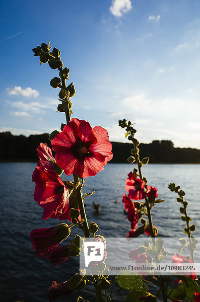Deutschland  Hibiskusblüte  Deckstein-Teich im Naherholungsgebiet bei Köln