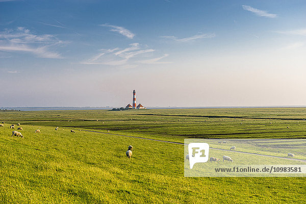 Deutschland  Nordfriesland  Westerheversand Leuchtturm mit Schafen auf der Wiese