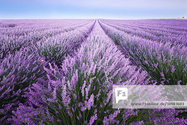 Frankreich  Provence  Lavendelfelder