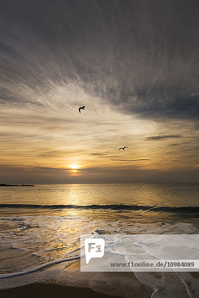 Australien  Coogee  Coogee Beach mit zwei Möwen und Abendsonne